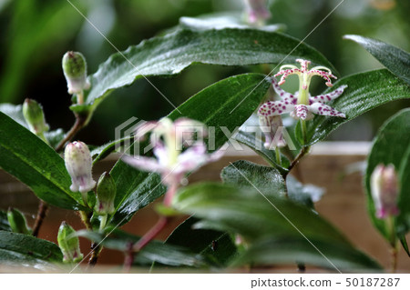 Yamazino Hototogisu 50187287
