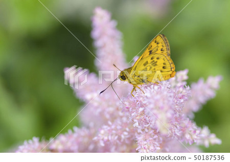 Kimadaraseseri 50187536