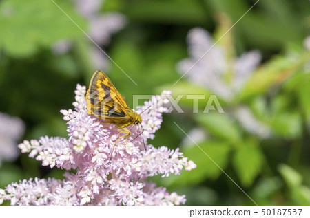 Kimadaraseseri 50187537