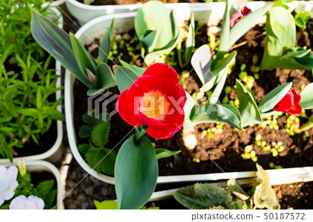 Tulip 50187572