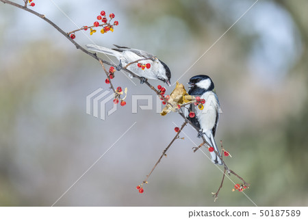 野鳥偉大的山雀 野鳥偉大的山雀 50187589