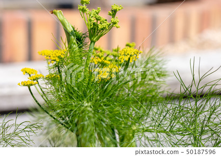 Florence fennel (Seriaceae: fennel genus) herbs, spices, food, appreciation Florence fennel (Seriaceae: fennel genus) herbs, spices, food, appreciation 50187596