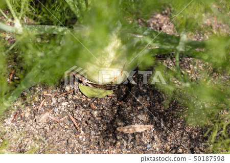 Florence fennel (Seriaceae: fennel genus) herbs, spices, food, appreciation Florence fennel (Seriaceae: fennel genus) herbs, spices, food, appreciation 50187598