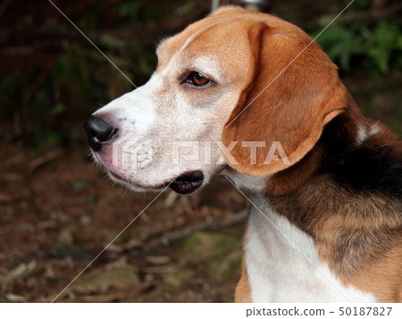 比格犬 比格犬 50187827