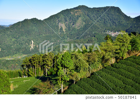 茶室 茶室 50187841