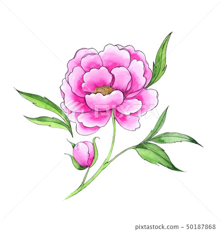 Pink peony flower 50187868