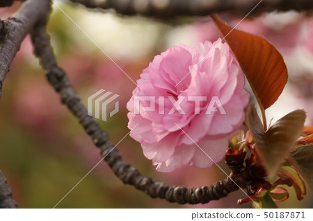 櫻花 櫻花 50187871