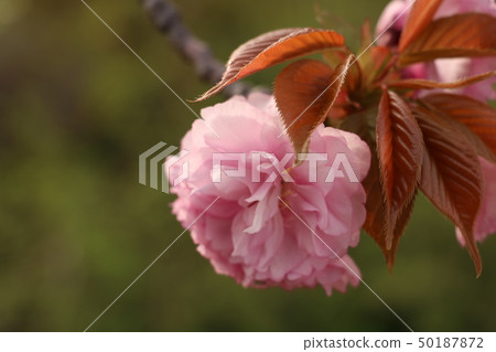 櫻花 櫻花 50187872