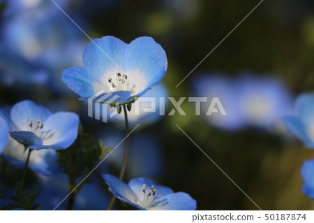 喜林草 喜林草 50187874