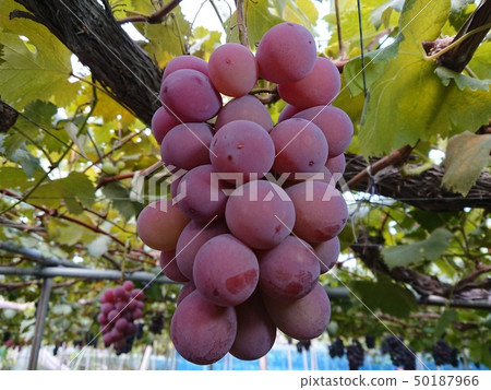 Grape taste of autumn 50187966