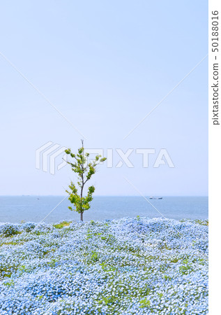 滿天星鮮花盛開的大阪舞島海濱公園的風景 滿天星鮮花盛開的大阪舞島海濱公園的風景 50188016