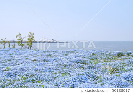 滿天星鮮花盛開的大阪舞島海濱公園的風景 滿天星鮮花盛開的大阪舞島海濱公園的風景 50188017