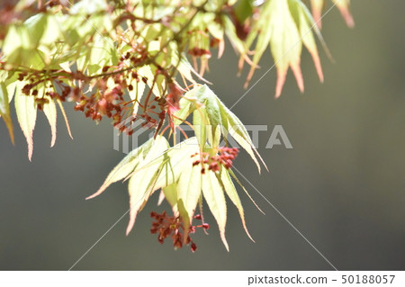 Momiji flowers Momiji flowers 50188057