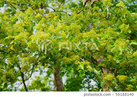 春天綠色槭樹花和花 50188140