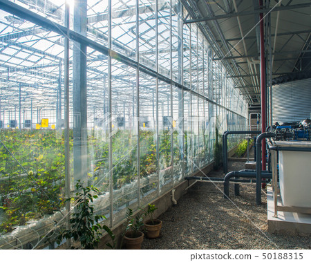 the interior of the greenhouse 50188315
