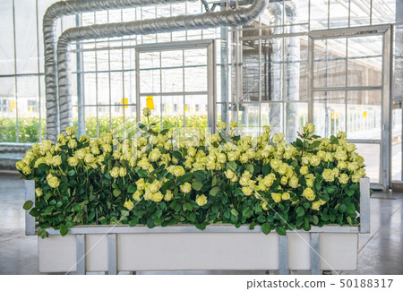 greenhouse with rose flowers greenhouse with rose flowers 50188317