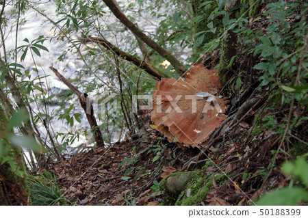 Mustache · Deca mushroom · Large mushroom 50188399