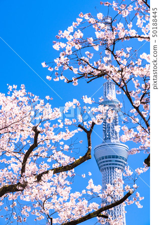 《Tokyo》Spring Tokyo・Sakura and Sky Tree 《Tokyo》Spring Tokyo・Sakura and Sky Tree 50188445