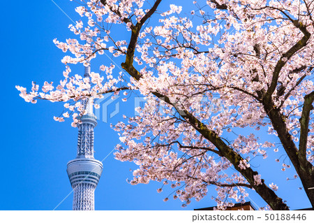 《Tokyo》Spring Tokyo・Sakura and Sky Tree 《Tokyo》Spring Tokyo・Sakura and Sky Tree 50188446