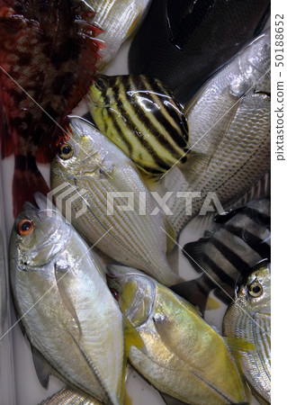 Various fish Various fish 50188652