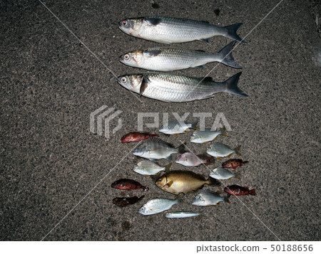 Various fish Various fish 50188656