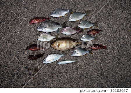 Various fish Various fish 50188657