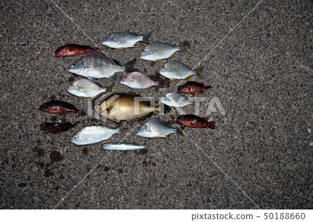 Various fish Various fish 50188660