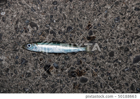 Various fish Various fish 50188663
