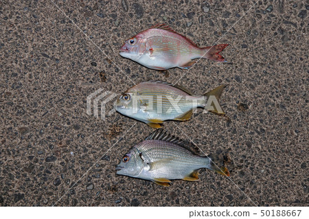 Various fish Various fish 50188667