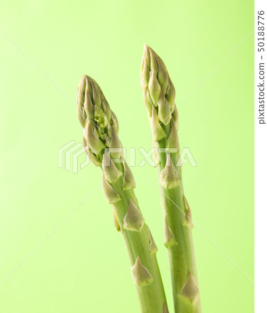 蘆筍綠蘆筍 50188776