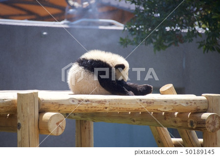 Giant panda baby from Adventure World in Nanki Shirahama, Wakayama Prefecture (Saihama) 50189145