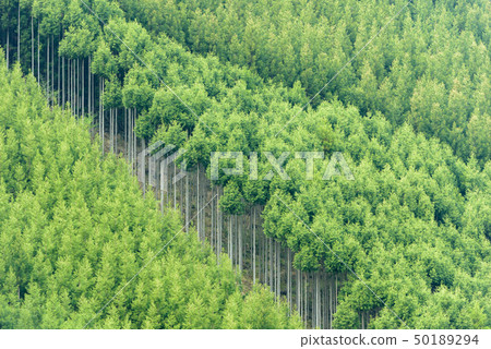 Kyoto Kitayama Sugi Kyoto Kitayama Sugi 50189294