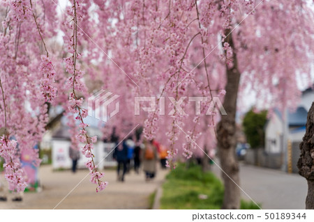 Weeping cherry blossoms Fukushima Kitakata of the Japan-China line 50189344