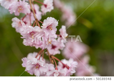 Weeping cherry blossoms Fukushima Kitakata of the Japan-China line 50189348
