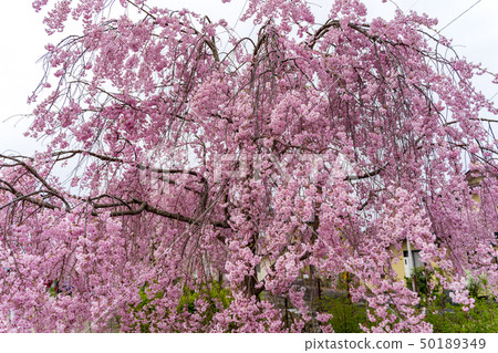 Weeping cherry blossoms Fukushima Kitakata of the Japan-China line 50189349