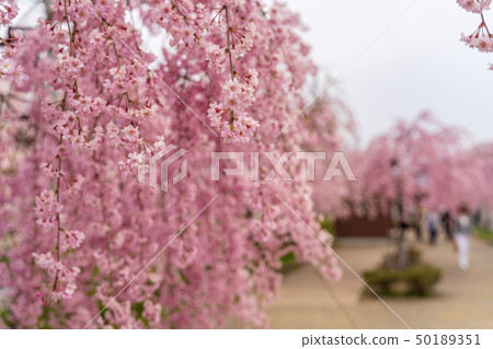 垂柳櫻花日本中國線的福島喜多 50189351
