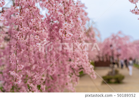 Weeping cherry blossoms Fukushima Kitakata of the Japan-China line 50189352