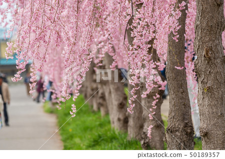 垂柳櫻花日本中國線的福島喜多 50189357