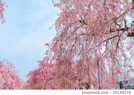 Weeping cherry blossoms Fukushima Kitakata of the Japan-China line 50189378