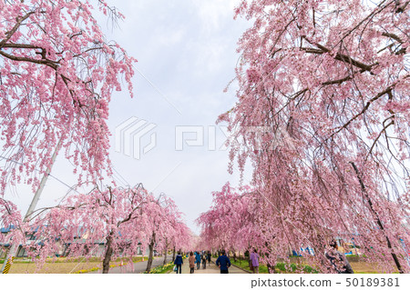 Weeping cherry blossoms Fukushima Kitakata of the Japan-China line 50189381