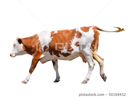 Funny cute cow isolated on white. Jumping red cow. Funny cute cow isolated on white. Jumping red cow. 50189432