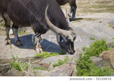 Asian buffalo in the adventure world of Nanki Shirahama in Wakayama Prefecture 50189658