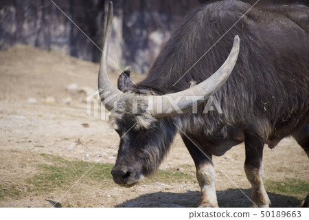 在和歌山縣的Nanki Shirahama冒險世界的亞洲水牛 50189663