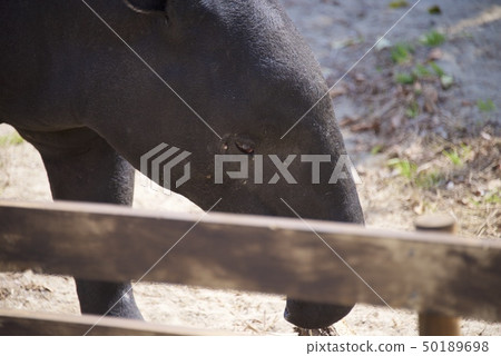 Malay Baku of Adventure World of Nanki Shirahama in Wakayama Prefecture 50189698