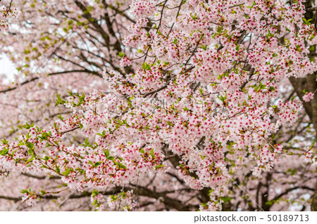 白天線的櫻花福島喜多 50189713
