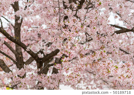 Sakura Fukushima Kitakata of the daytime line 50189718