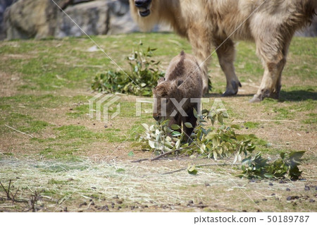 Golden takin of Adventure World in Nanki Shirahama, Wakayama Prefecture 50189787