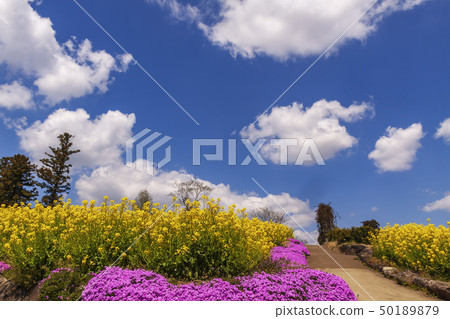 白雲和油菜花 50189879