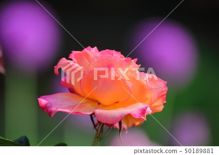 愛的象徵 50189881