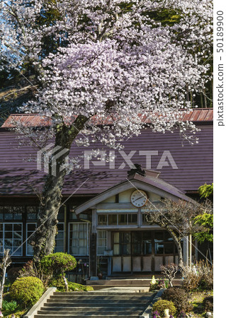 前神岡小學櫻花 50189900